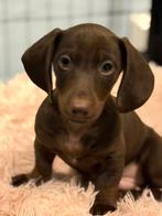 Dwergteckel pups, Parvo, 8 tot 15 weken, Korthaar, Dwerg