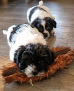 Kruising boomer pups, Dieren en Toebehoren, 8 tot 15 weken, Meerdere, Meerdere dieren, Klein