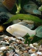 3 x Acarichthys heckelii albino, Dieren en Toebehoren, Vis, Zoetwatervis