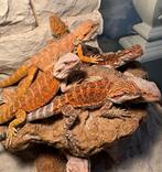 Baardagamen jonkies mannen en vrouwen rood geel oranje, Amfibie, 0 tot 2 jaar