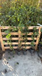 Hedera super nette planten goed vertakt superprijs  2,95, Tuin en Terras, Ophalen, Vaste plant, Bloeit niet, Halfschaduw