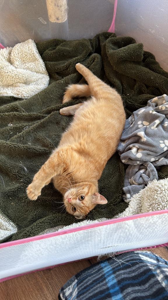 Moeder en dochter zoeken nieuw thuis, Dieren en Toebehoren, Katten en Kittens | Raskatten | Korthaar, Poes, Gechipt