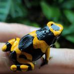 Prachtige variant Dendrobates leucomelas uit eigen kwekerij, Dieren en Toebehoren, Reptielen en Amfibieën, Amfibie, 0 tot 2 jaar