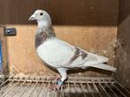 Mooie doffer Bullens, Mannelijk, Postduif