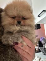 Prachtig teefje met stamboom – mag 7 december verhuizen, Keeshond, CDV (hondenziekte), 8 tot 15 weken, Teef