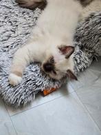 Ragdoll kitten met stamboom, Dieren en Toebehoren, Katten en Kittens | Raskatten | Langhaar, Poes, Gechipt, 0 tot 2 jaar