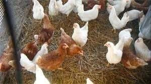 Witte Leghorn kippen en Bruine Barnevelder kippen., Dieren en Toebehoren, Pluimvee, Kip, Vrouwelijk