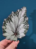 Begonia Asian Tundra, Fireworks, Fedor, Lion Dance, Ophalen of Verzenden, Overige soorten, Minder dan 100 cm