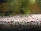 Roodneuszalmen, neontetra, gup, en Siamese algeneter, Dieren en Toebehoren, Vis