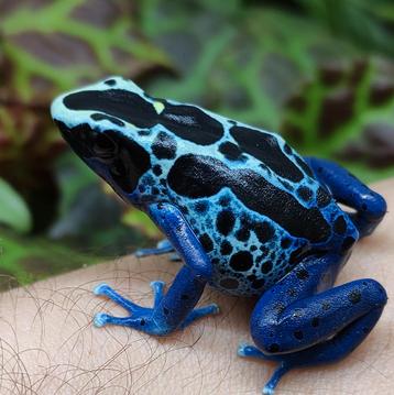 Dendrobates tinctorius 'Sipaliwini blauw'  beschikbaar voor biedingen