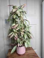 Hoya nicholsoniae New Guinea ghost met peduncle, Ophalen of Verzenden, Overige soorten, Minder dan 100 cm