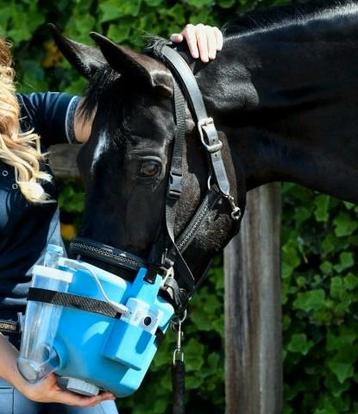 Flexineb paard beschikbaar voor biedingen