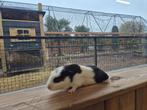 Cavia beren | Verschillende kleurslagen | Cavia's, Dieren en Toebehoren, Cavia, Mannelijk, Tam, Oktober