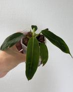 Philodendron Patriciae, Ophalen of Verzenden, Overige soorten, Minder dan 100 cm