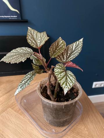 Stippen Begonia beschikbaar voor biedingen