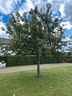 Hoogstam Appelboom - Verschillende Variëteiten, Tuin en Terras, Planten | Bomen, Overige soorten, Lente, 250 tot 400 cm, Ophalen