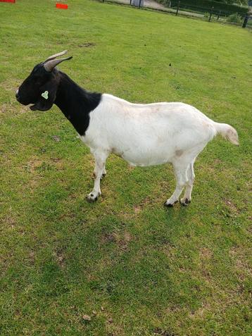 Mooie boergeit met boklam beschikbaar voor biedingen