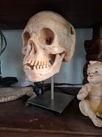 Anatomisch Model Schedel - Educatief, Ophalen of Verzenden