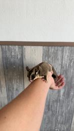 2 Sugar gliders, Juni, Mannelijk, Overige typen, Tam