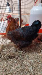 3 mooie leghennen, Dieren en Toebehoren, Pluimvee, Vrouwelijk, Kip