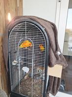 een paar de zonliefhebber of de zonnekraan, Dieren en Toebehoren