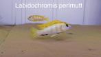 Labidochromis Pearlmutt ( Malawi cichlide ), Vis