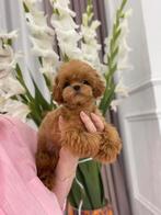 Exclusive Maltipoo 1.5 kilo pup ( Azian Toy Poedel ), Dieren en Toebehoren, Fokker | Hobbymatig, Rabiës (hondsdolheid), Overige rassen
