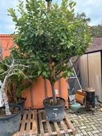 Citroenboom, Tuin en Terras, Planten | Bomen, Halfschaduw, Overige soorten, 250 tot 400 cm, Zomer