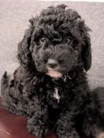 ** SPOED  huisje gezocht ** mini Aquadoodle Espagnol getest, Dieren en Toebehoren, Honden | Niet-rashonden, Reu, CDV (hondenziekte)