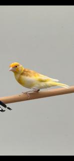 Major Putter Te Koop, Dieren en Toebehoren, Vrouwelijk, Wildzangvogel, Geringd