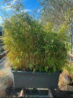 Bamboe Fargesia hagen, Tuin en Terras, Ophalen, Bamboe, 250 cm of meer