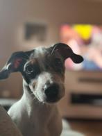 Lieve knappe Nala zoekt for ever home., Dieren en Toebehoren, Rabiës (hondsdolheid), Teef, Eén hond, Nederland