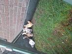 zijdehoenders kriel kuikens, Dieren en Toebehoren, Pluimvee, Geslacht onbekend, Kip