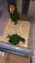 Caiques Babys 2025 Super Tamme, Meerdere dieren, Papegaai, Geringd