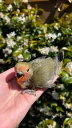 Lieve handtamme agapornissen, Meerdere dieren, Dwergpapegaai of Agapornis, Tam