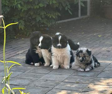 Puppy’s Duitse herder /Australian shepherd x Samojeed beschikbaar voor biedingen