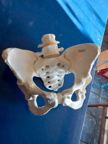 Bekken anatomisch model beschikbaar voor biedingen