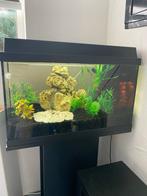 Compleet aquarium, Dieren en Toebehoren, Vissen | Aquaria en Toebehoren, Ophalen, Zo goed als nieuw, Leeg aquarium