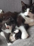 Kittens maincoon x Noorse boskat, Ontwormd
