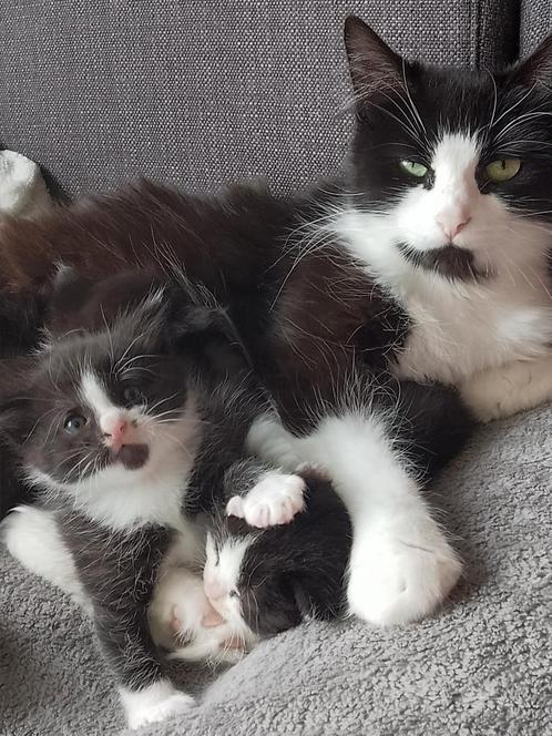 Kittens maincoon x Noorse boskat, Dieren en Toebehoren, Katten en Kittens | Raskatten | Langhaar, Ontwormd