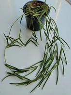 Hoya Linearis., Ophalen of Verzenden, Overige soorten, Minder dan 100 cm
