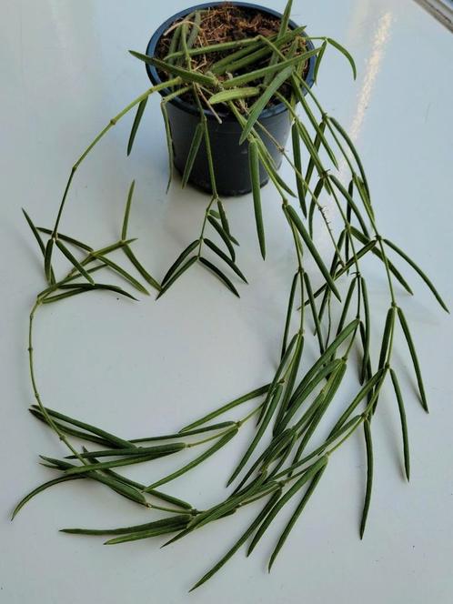 Hoya Linearis., Huis en Inrichting, Kamerplanten, Overige soorten, Minder dan 100 cm, Ophalen of Verzenden
