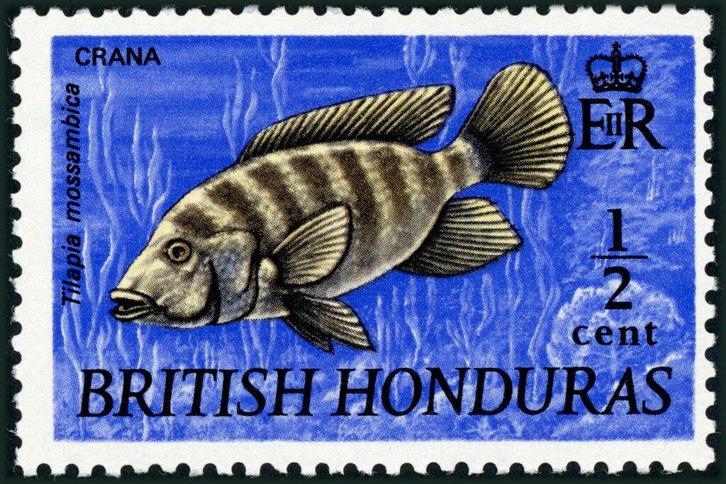 BRITS HONDURAS 6 - Dieren: vissen (tilapia), Postzegels en Munten, Postzegels | Thematische zegels, Postfris, Dier of Natuur, Ophalen of Verzenden
