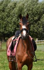 Gave en speciale E pony merrie, Dieren en Toebehoren, Pony's, Merrie
