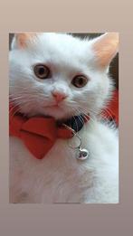 Britse koorthaar kittens, Kater, Gechipt