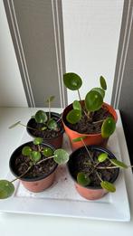 Stekjes pannenkoekplant, Ophalen, Overige soorten, Halfschaduw, Minder dan 100 cm