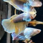 Betta splendens vrouw, Vis