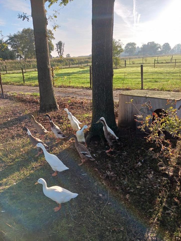 4 Loopeend woerden te koop, Dieren en Toebehoren, Vogels | Overige Vogels, Mannelijk