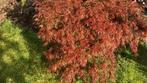 Japanse Esdoorn - Acer palmatum, Tuin en Terras, Bloeit niet, Halfschaduw, Overige soorten, Minder dan 100 cm
