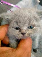 Britse Korthaar kittens, Meerdere dieren